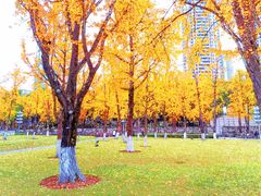 -重庆市江北嘴中央商务区中央公园