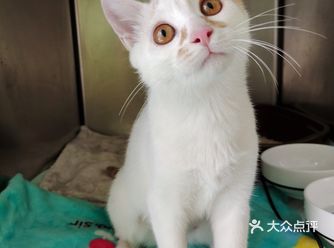 大家好，我是一只小喵咪，名字叫波诺， 也是艾吉明珠的