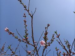 -桃花堤公园