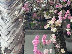 -深圳国际园林花卉博览园