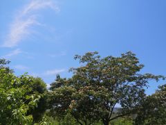 -马黑哥椒麻鸡(清江山水店)