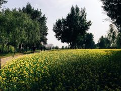 -长白岛森林公园