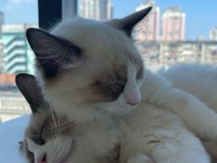 -怪兽屋·羊驼·猫咖·狗咖(俊华广场店)