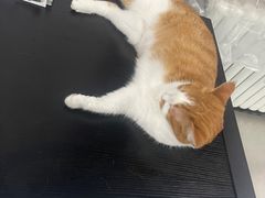 -北京赛佳动物医院