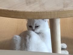 -猫腻·猫咖·撸猫馆(星光大道店)
