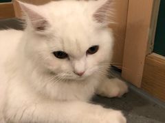 -飞行喵MR PILOT|猫舍·猫咖(静安大融城店)