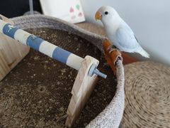 -吉丁鸟咖·异宠·寄养