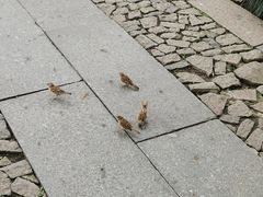 -西湖游船