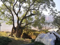 -江心屿景区