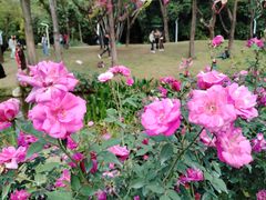 -人民公园(罗湖区)