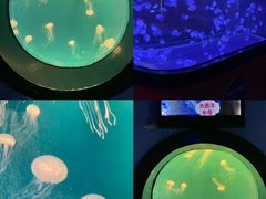 -烟台海昌鲸鲨海洋公园