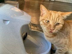 -喵屿·大理花园猫咖