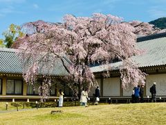 -醍醐寺