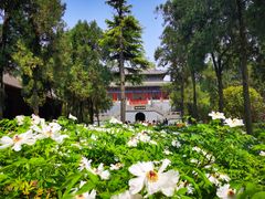 -洛阳白马寺