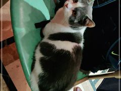 -猫色咖啡·猫咖
