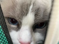 -申普宠物医院·眼科·心内科·影像科(普陀分院)