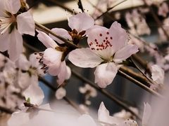 -桃花堤公园