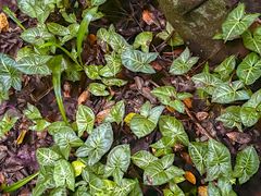 -七仙岭温泉国家森林公园