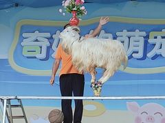 -光明小镇欢乐田园