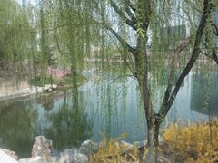 -大兴滨河森林公园