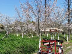 -上海海湾国家森林公园