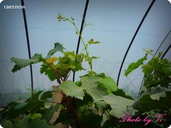 -马陆小张葡萄园农家乐