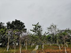 -番禺大夫山森林公园