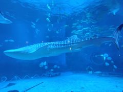 -烟台海昌鲸鲨海洋公园