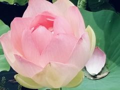 -荷塘月色湿地公园·向阳花洲