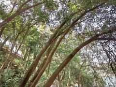 -广州市流溪河国家森林公园