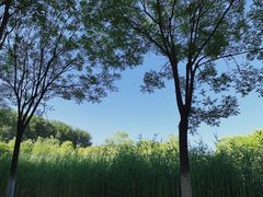 -东郊湿地公园