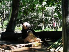 -都江堰中华大熊猫苑