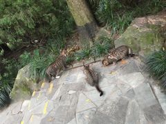 -静安公园(静安寺街道)