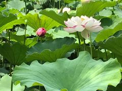 -陈家山荷花公园