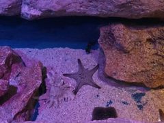 -暹罗海洋世界