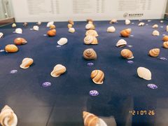 -青岛贝壳博物馆