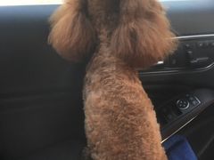 -多卡布奇宠物生活馆(上林世家店)