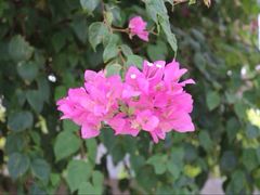 iphone_upload_pic-婆萨努占婆塔