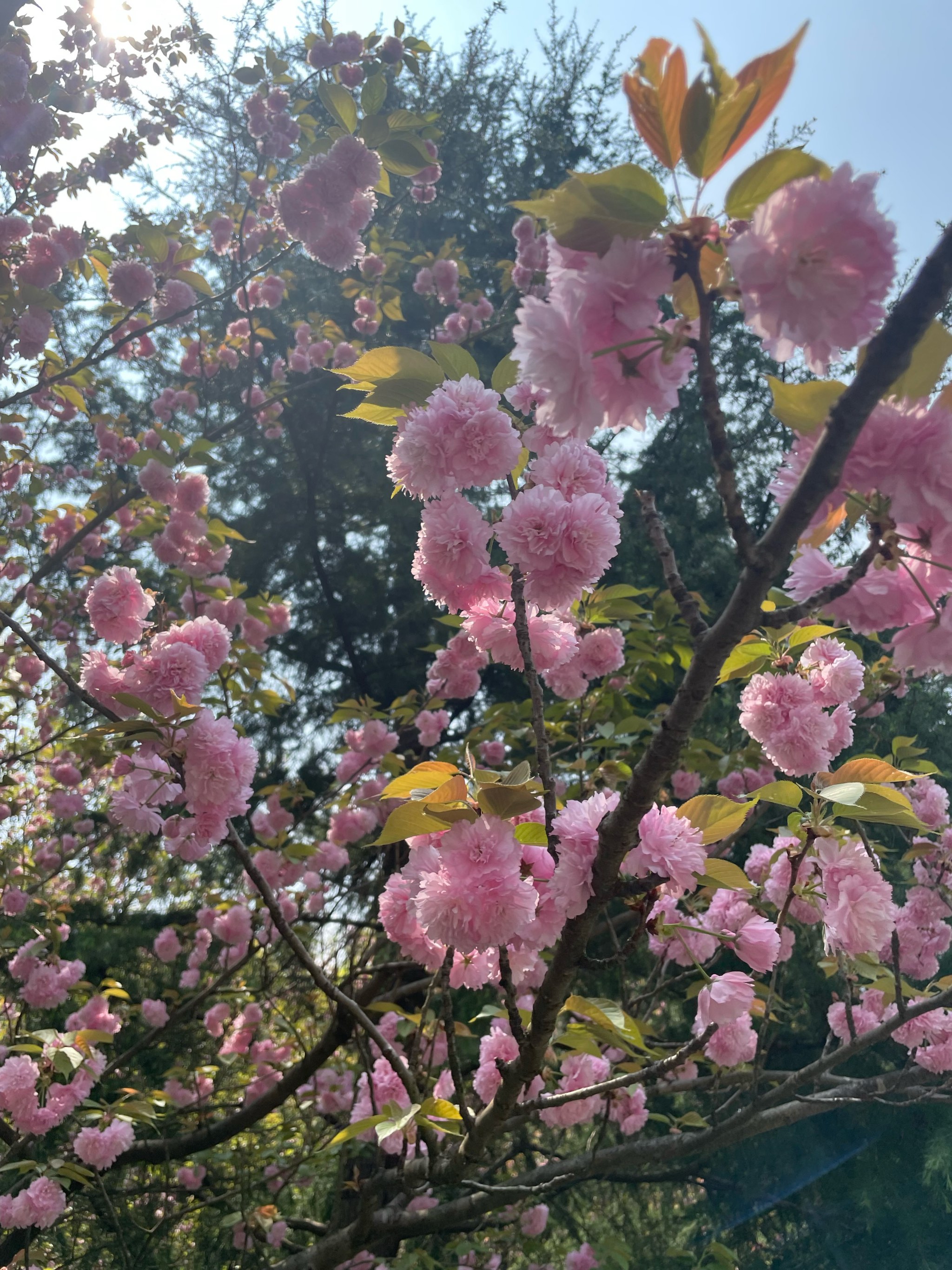 海口石山镇美城村樱花图片