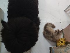 -我爱猫咪·猫咖·狗咖·安哥拉兔·羊驼咖(小寨华旗店)