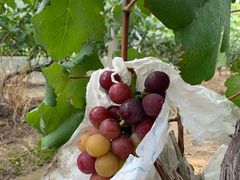 -马陆小张葡萄园农家乐