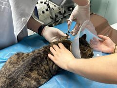 -达爱动物医院·犬猫分区·CT·复杂眼科(远洋山水分院)