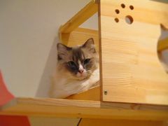 -滚猫咖啡·猫咖·猫友好撸猫(未来城店)