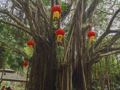-海南热带野生动植物园