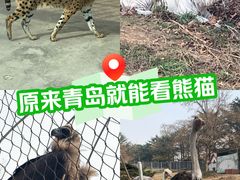 -青岛动物园