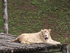 -西霞口神雕山野生动物世界