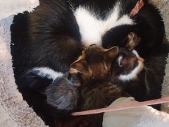 -艾加柒克蛋糕茶歇甜品台(春熙路店)