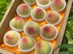 -老袁家蜜桃农场·阳山水蜜桃