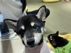 -逗柴咖啡屋·狗咖猫咖宠物桌游