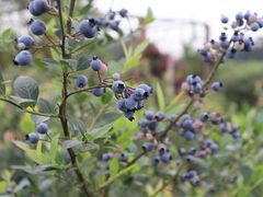 -金谷域澳洲庄园